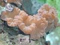 pink Fuchs Korallen (Korallen Grat, Jasmin Korallen) Aquarium Meer Korallen, Foto und Merkmale