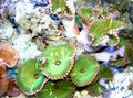 grün Riesen Zimt Polyp Aquarium Meer Korallen, Foto und Merkmale