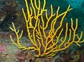 yellow Gorgonia Aquarium Sea Corals, Photo and characteristics