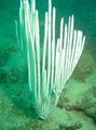 weiß Gorgonian Weichkorallen Aquarium Meer Korallen, Foto und Merkmale