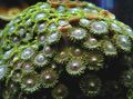 green Green Button Polyp Aquarium Sea Corals, Photo and characteristics