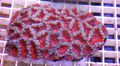красный Акантастрея (Розово-зелёный ячеистый мозговик) Аквариум Морские Кораллы, Фото и характеристика