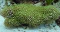 green Green Star Polyp Aquarium Sea Corals, Photo and characteristics