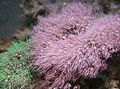 braun Green Star Polyp Aquarium Meer Korallen, Foto und Merkmale