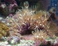 braun Aquarium Green Star Polyp clavularia, Pachyclavularia Merkmale, Foto