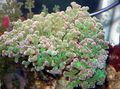 grün Hammer Koralle (Coral Brenner, Froschlaich Korallen) Aquarium Meer Korallen, Foto und Merkmale