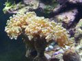 gelb Hammer Koralle (Coral Brenner, Froschlaich Korallen) Aquarium Meer Korallen, Foto und Merkmale