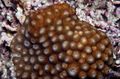 brown Aquarium Honeycomb Coral, Diploastrea characteristics, Photo