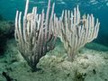 weiß Knorrigen Seegestänge Aquarium Meer Korallen, Foto und Merkmale