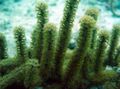 grün Knorrigen Seegestänge Aquarium Meer Korallen, Foto und Merkmale