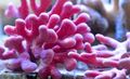 pink Lace Stick Coral Aquarium Sea Corals, Photo and characteristics
