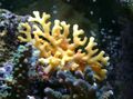 gelb Spitzen-Stick Korallen Aquarium Meer Korallen, Foto und Merkmale