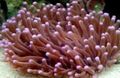 brown Aquarium Large-Tentacled Plate Coral (Anemone Mushroom Coral), Heliofungia actiniformes characteristics, Photo