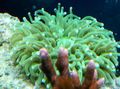 green Aquarium Large-Tentacled Plate Coral (Anemone Mushroom Coral), Heliofungia actiniformes characteristics, Photo