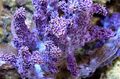 purple Lemnalia Cauliflower Aquarium Sea Corals, Photo and characteristics