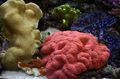 rot Gelappt Hirnkoralle (Open Brain Coral) Aquarium Meer Korallen, Foto und Merkmale