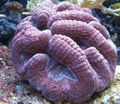 lila Gelappt Hirnkoralle (Open Brain Coral) Aquarium Meer Korallen, Foto und Merkmale