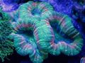 grün Gelappt Hirnkoralle (Open Brain Coral) Aquarium Meer Korallen, Foto und Merkmale