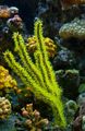 grün Menella Aquarium Meer Korallen, Foto und Merkmale