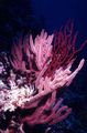 pink Menella Aquarium Meer Korallen, Foto und Merkmale