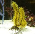 gelb Menella Aquarium Meer Korallen, Foto und Merkmale