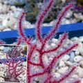 红 Menella 水族馆 海珊瑚, 照 和 特点