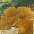 yellow Aquarium Merulina Coral characteristics, Photo
