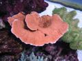 红 蔷薇色的珊瑚 水族馆 海珊瑚, 照 和 特点