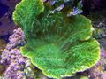 grün Aquarium Montipora Farbigen Korallen Merkmale, Foto