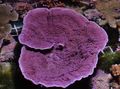 lila Aquarium Montipora Farbigen Korallen Merkmale, Foto