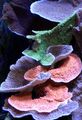 pink Montipora Colored Coral Aquarium Sea Corals, Photo and characteristics