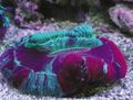 bunt Offene Hirnkoralle Aquarium Meer Korallen, Foto und Merkmale