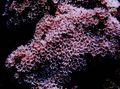 pink Organ Pipe Coral Aquarium Sea Corals, Photo and characteristics