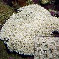 white Organ Pipe Coral Aquarium Sea Corals, Photo and characteristics