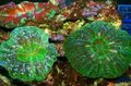 green Owl Eye Coral (Button Coral) Aquarium Sea Corals, Photo and characteristics