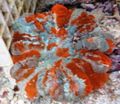 motley Aquarium Owl Eye Coral (Button Coral), Cynarina lacrymalis characteristics, Photo