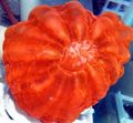 красный Цинарина (Зубчатый коралл, Кошачий глаз) Аквариум Морские Кораллы, Фото и характеристика