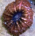 brown Aquarium Owl Eye Coral (Button Coral), Cynarina lacrymalis characteristics, Photo