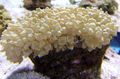 yellow Pearl Coral Aquarium Sea Corals, Photo and characteristics