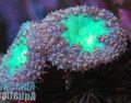 lila Ananas Korallen Aquarium Meer Korallen, Foto und Merkmale