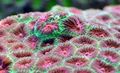 motley Aquarium Pineapple Coral (Moon Coral), Favites characteristics, Photo