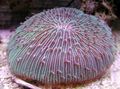 lila Platte Koralle (Pilzkoralle) Aquarium Meer Korallen, Foto und Merkmale