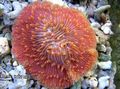 red Aquarium Plate Coral (Mushroom Coral), Fungia characteristics, Photo