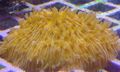 yellow Aquarium Plate Coral (Mushroom Coral), Fungia characteristics, Photo