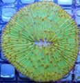 green Aquarium Plate Coral (Mushroom Coral), Fungia characteristics, Photo