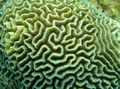 grün Platygyra Korallen Aquarium Meer Korallen, Foto und Merkmale
