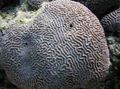 grey Platygyra Coral Aquarium Sea Corals, Photo and characteristics