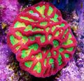 motley Platygyra Coral Aquarium Sea Corals, Photo and characteristics