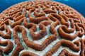 brown Platygyra Coral Aquarium Sea Corals, Photo and characteristics