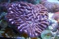 lila Platygyra Korallen Aquarium Meer Korallen, Foto und Merkmale